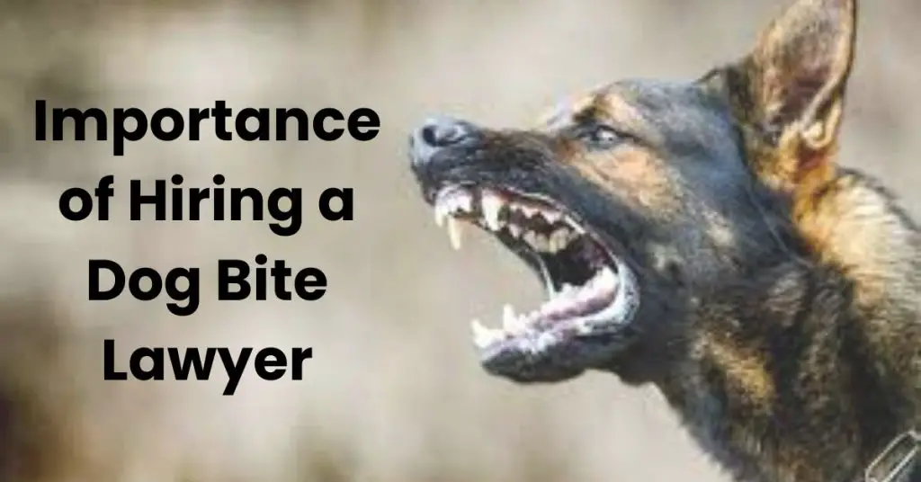 Best Dog Bite Lawyers