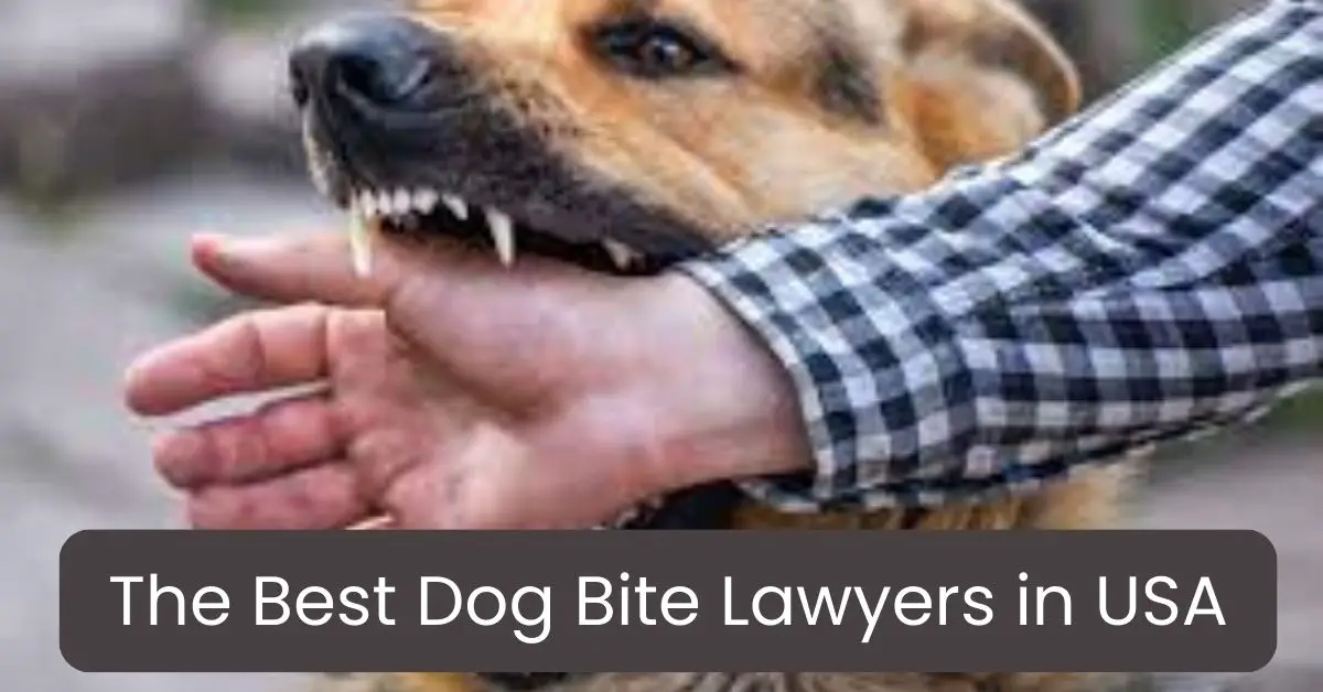 Best Dog Bite Lawyers in USA